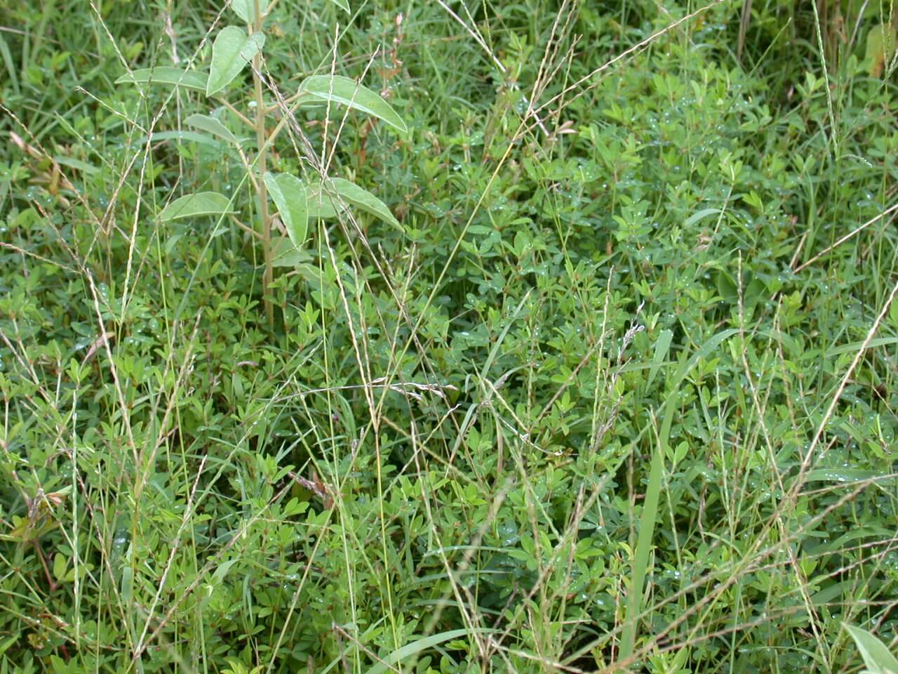 Annual Lespedeza Plants