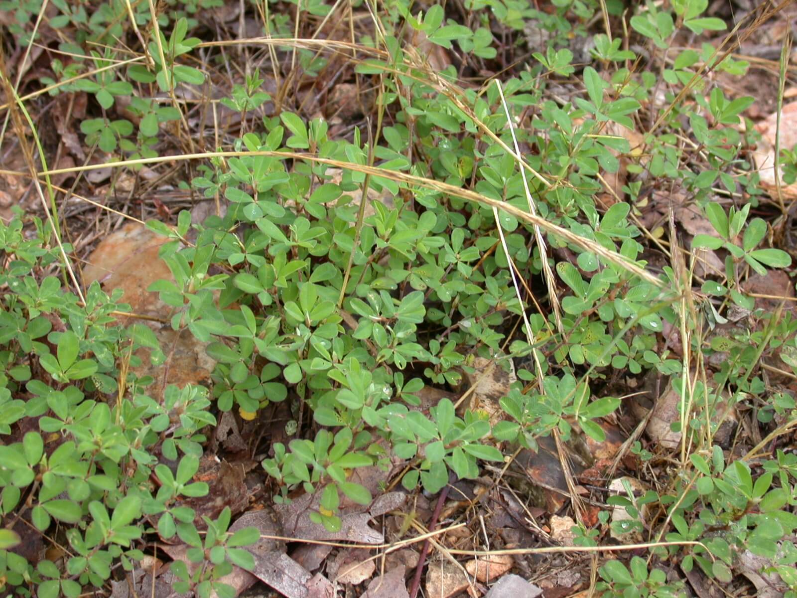 Annual Lespedeza Plants