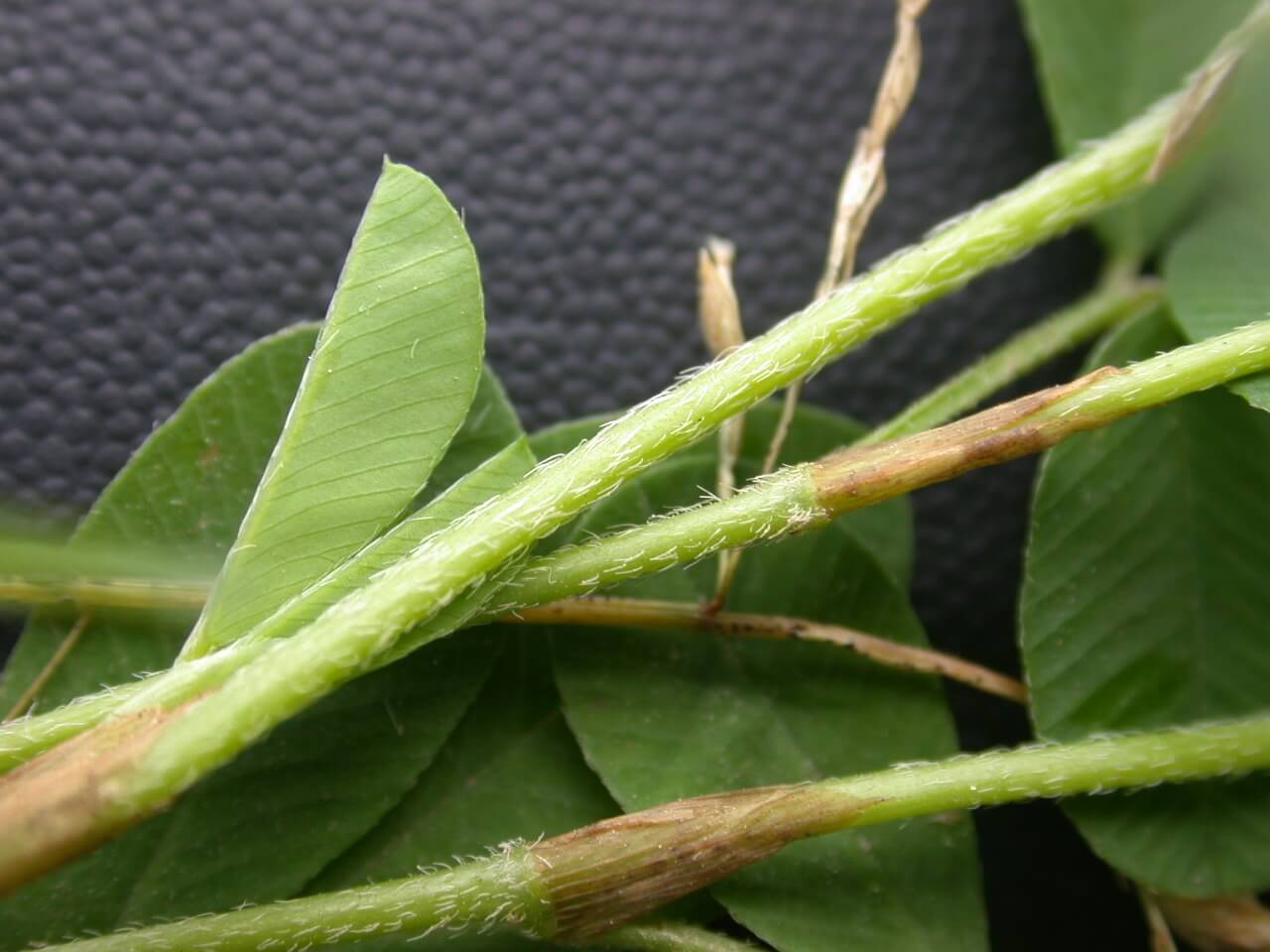 Annual Lespedeza Stem