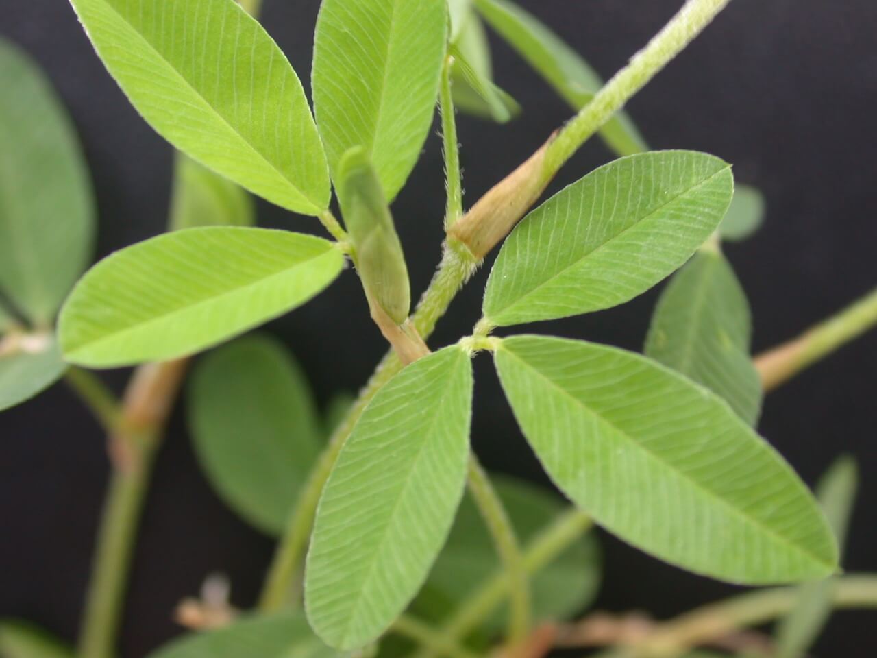 Annual Lespedeza Trifoliate