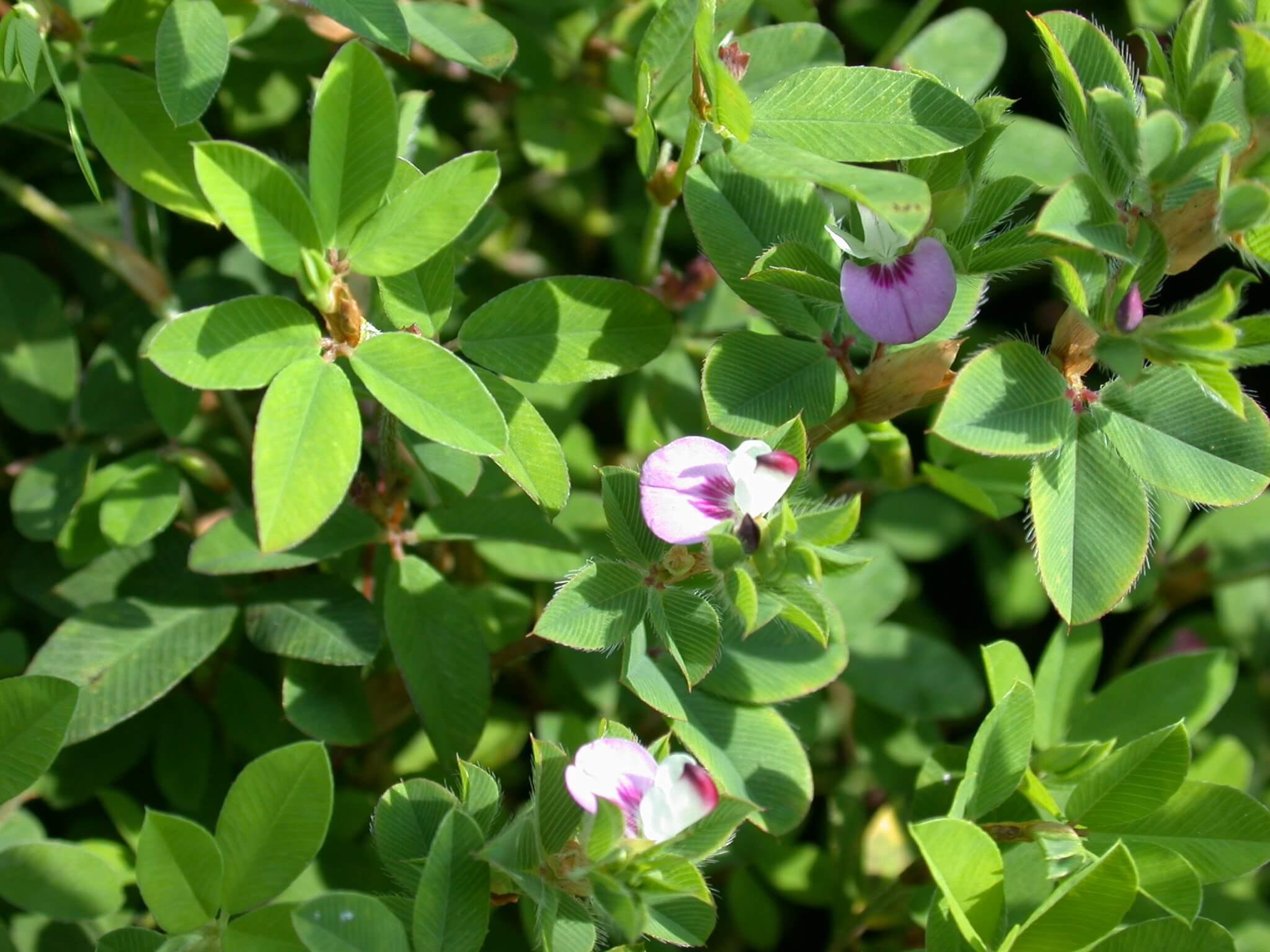 Annual Lespedeza Leaves and Blooms