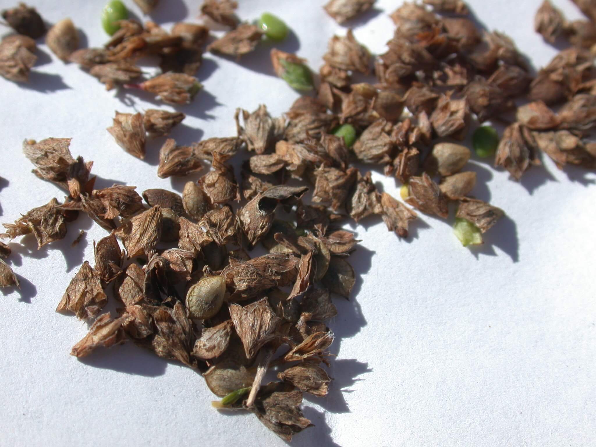Annual Lespedeza Seeds