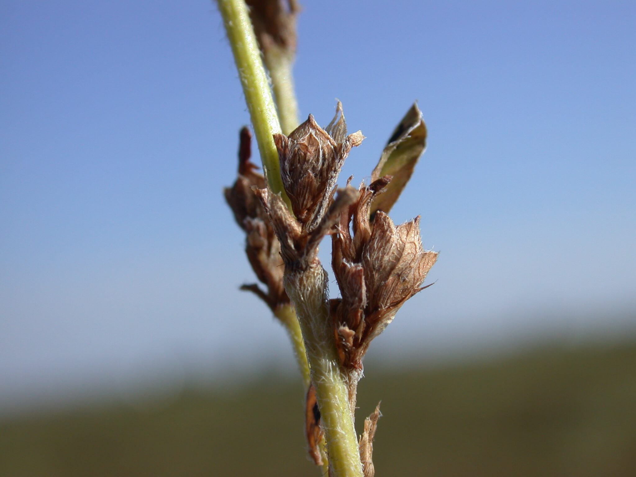 Annual Lespedeza Mature Seedpods