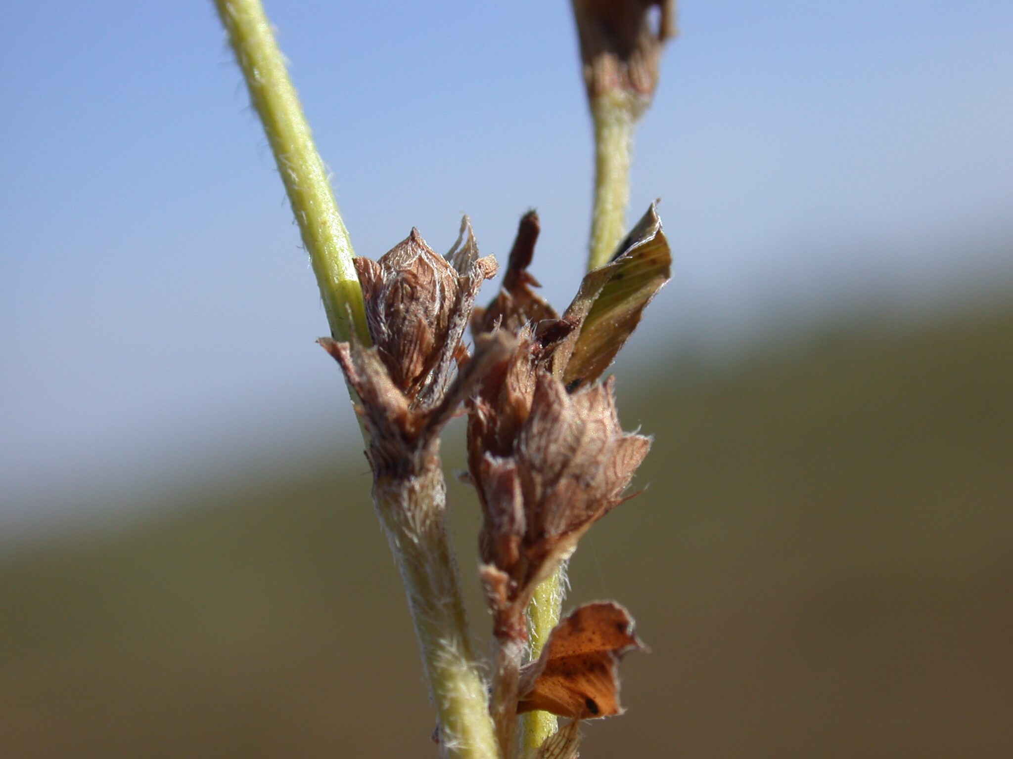Annual Lespedeza Mature Seedpods