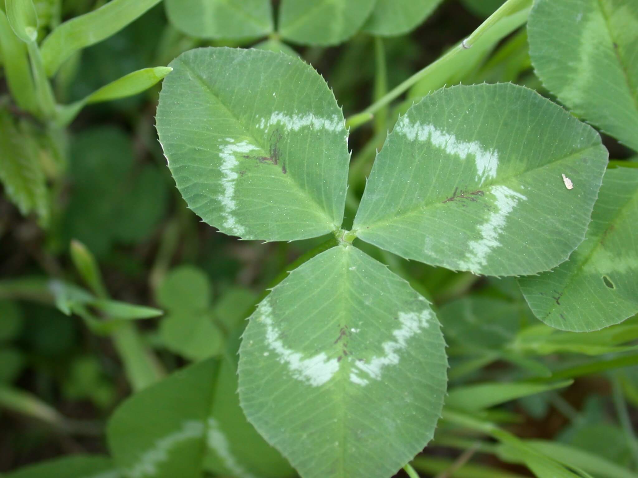 Arrowleaf Clover