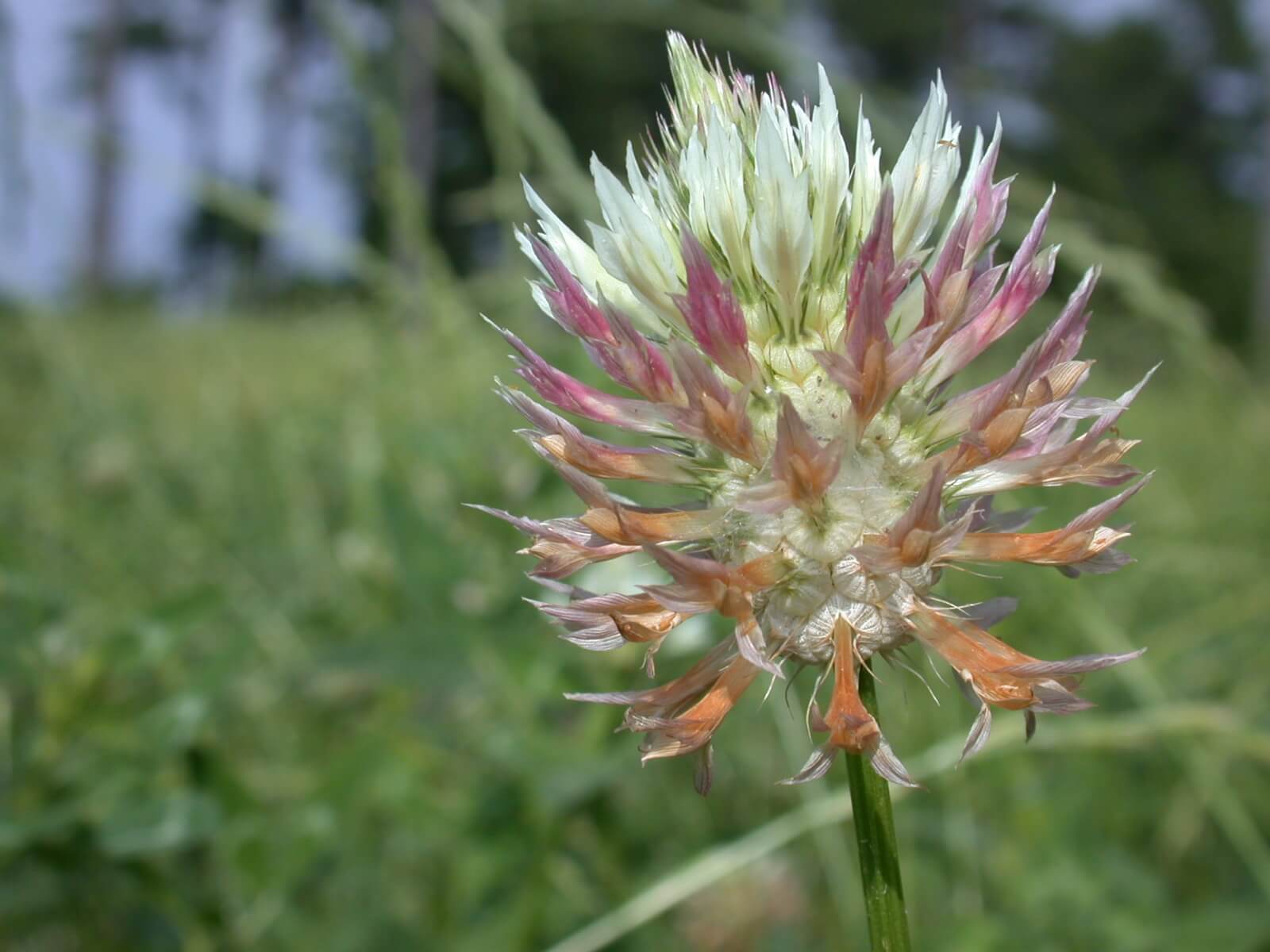 Arrowleaf Clover Bloom