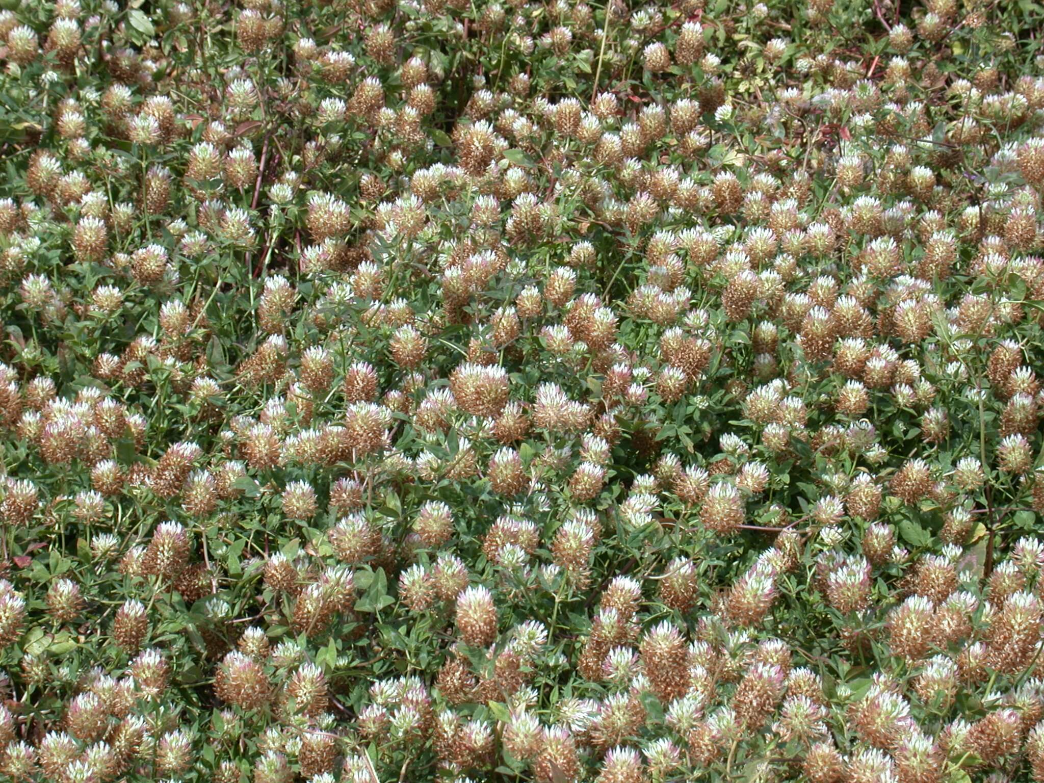 Arrowleaf Clover Bloom