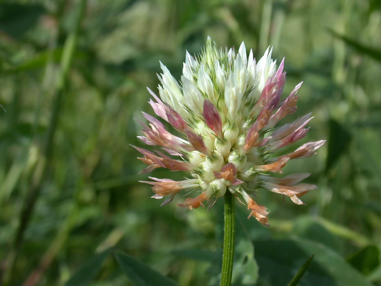 Arrowleaf Clover Bloom