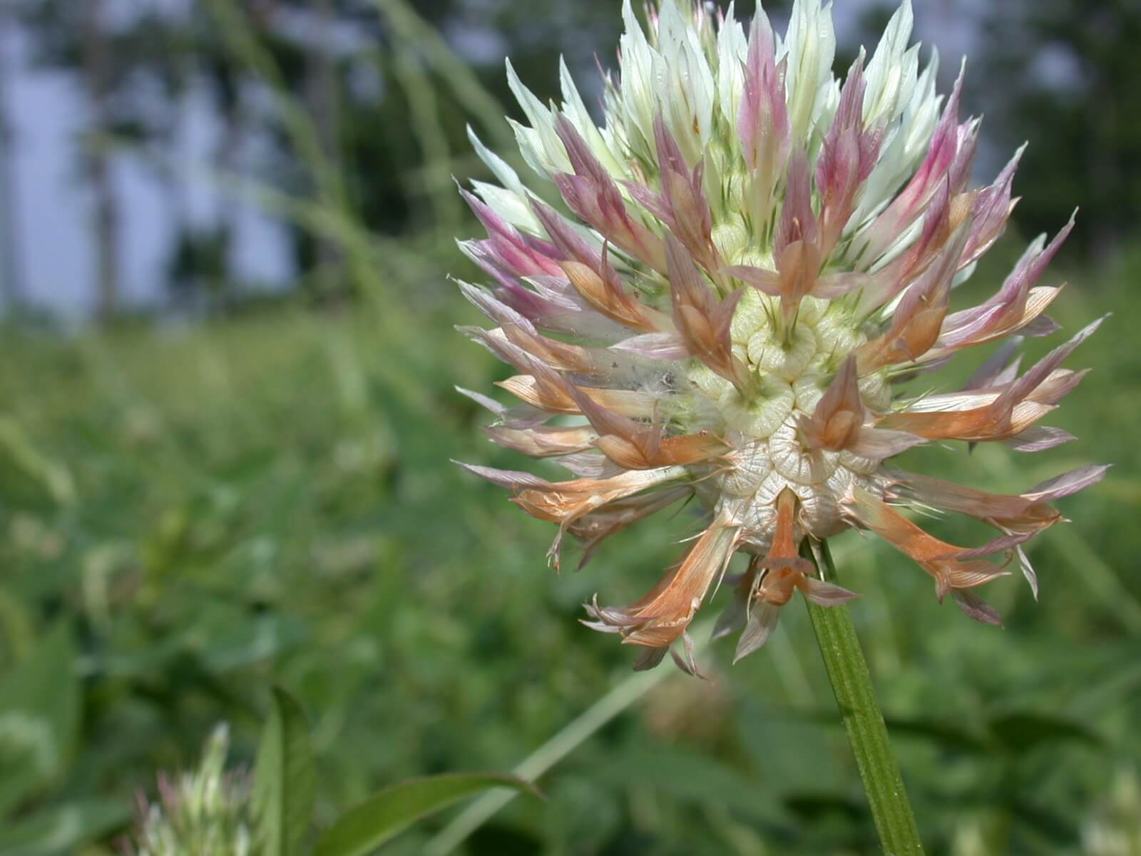 Arrowleaf Clover Bloom