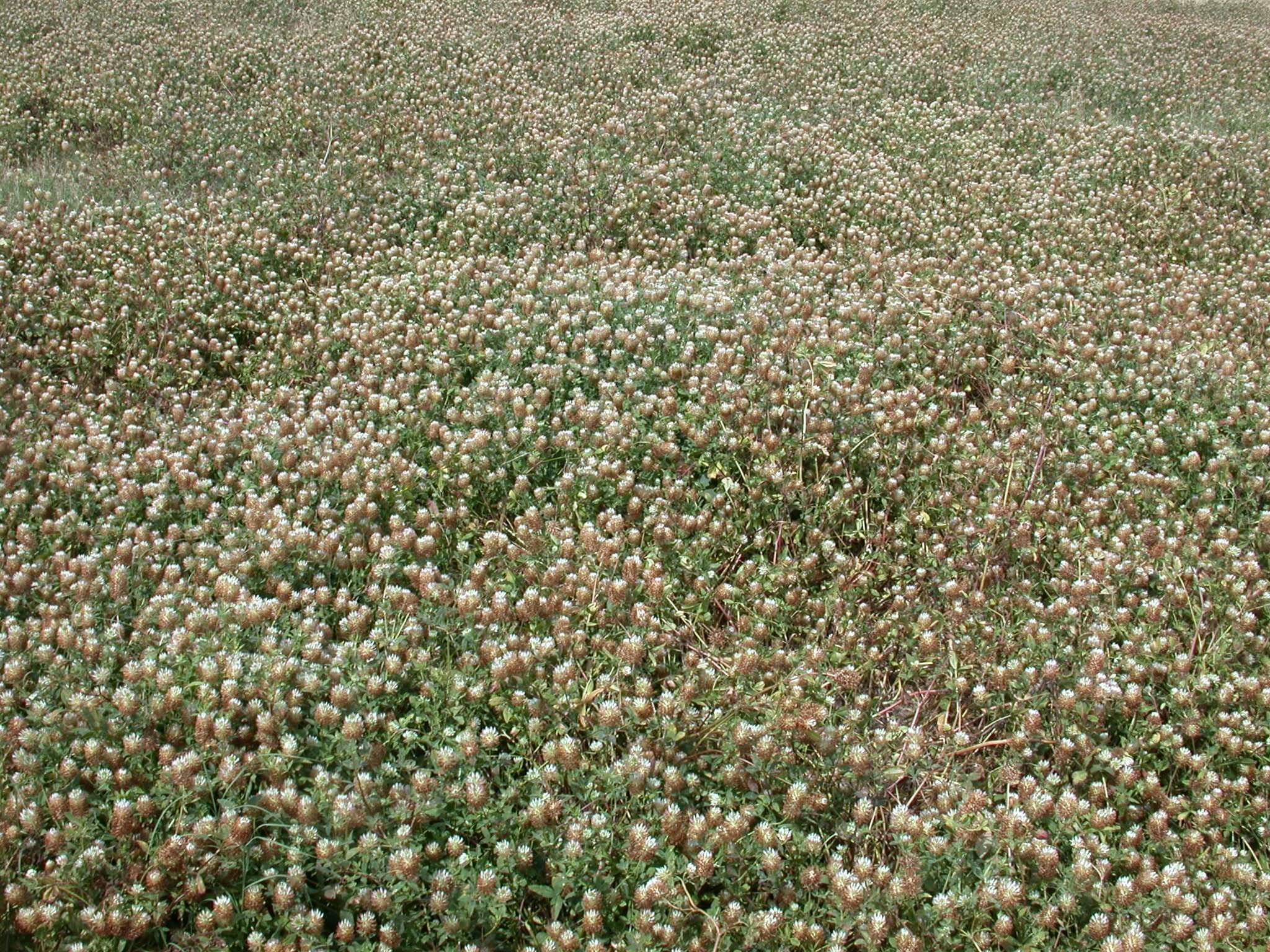 Arrowleaf Clover Bloom Field