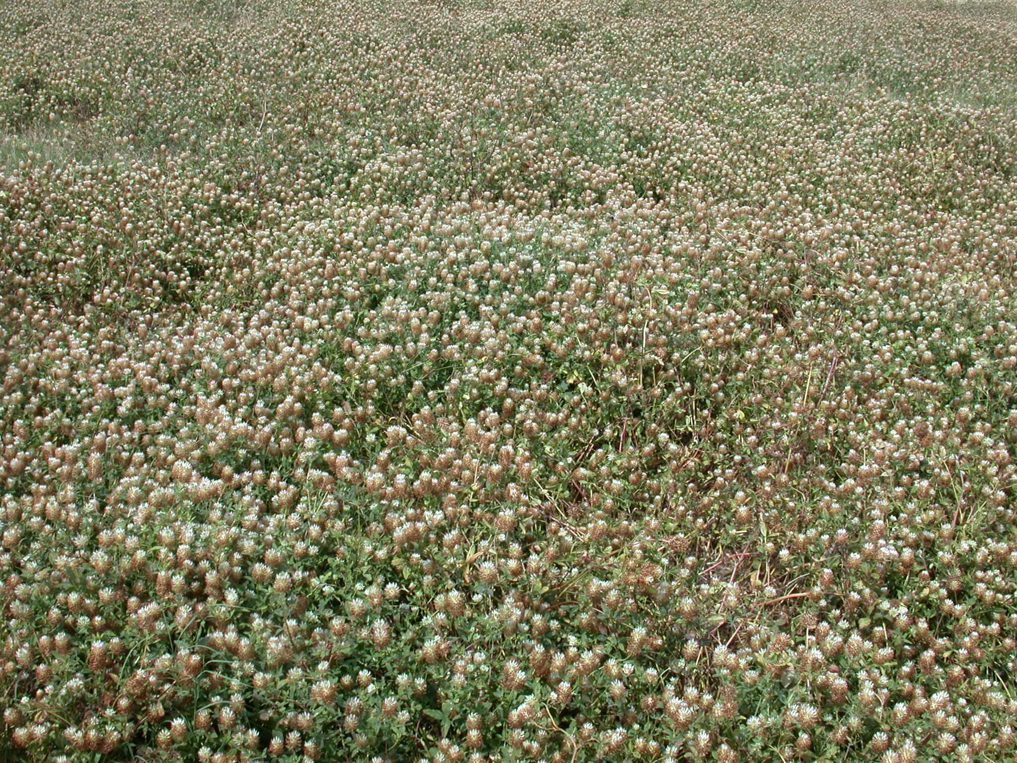 Arrowleaf Clover