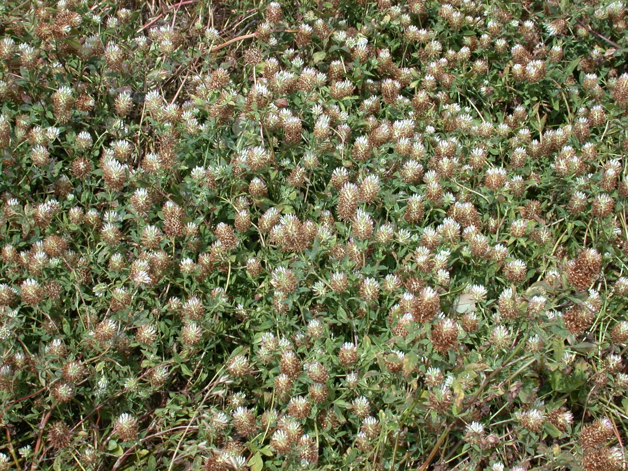 Arrowleaf Clover Bloom Field