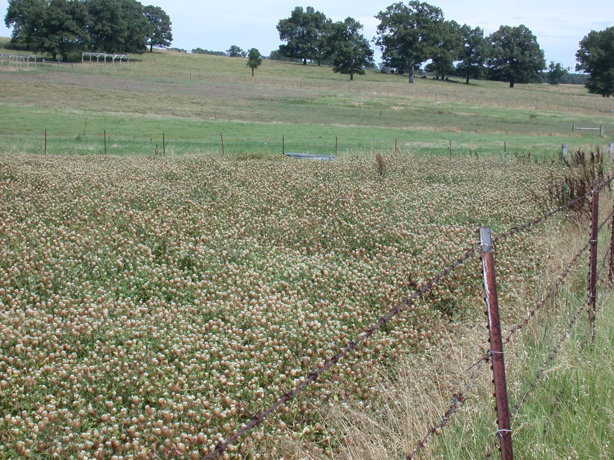 Arrowleaf Clover Bloom Field