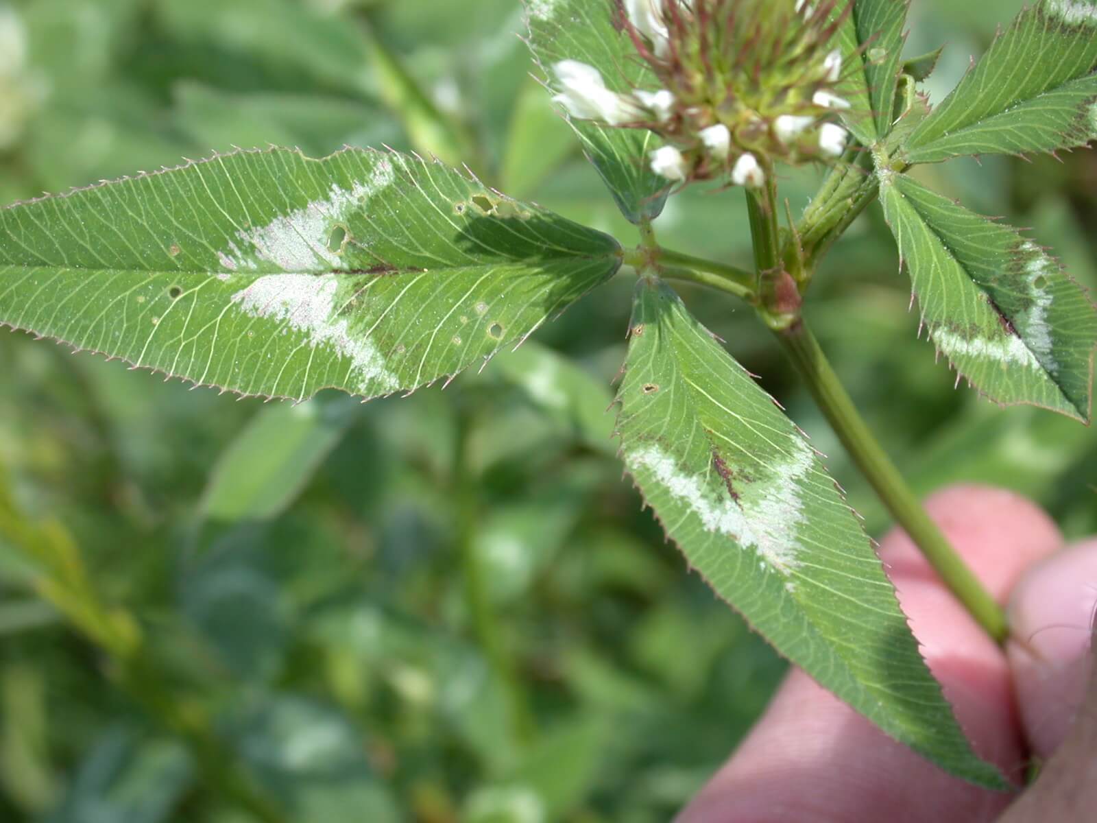 Arrowleaf Clover Leaf