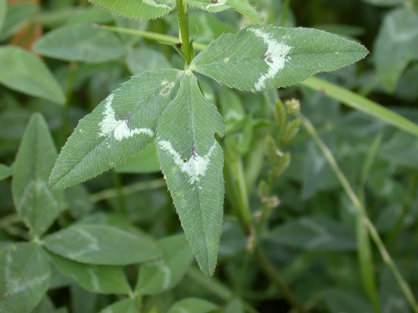 Arrowleaf Clover Leaf