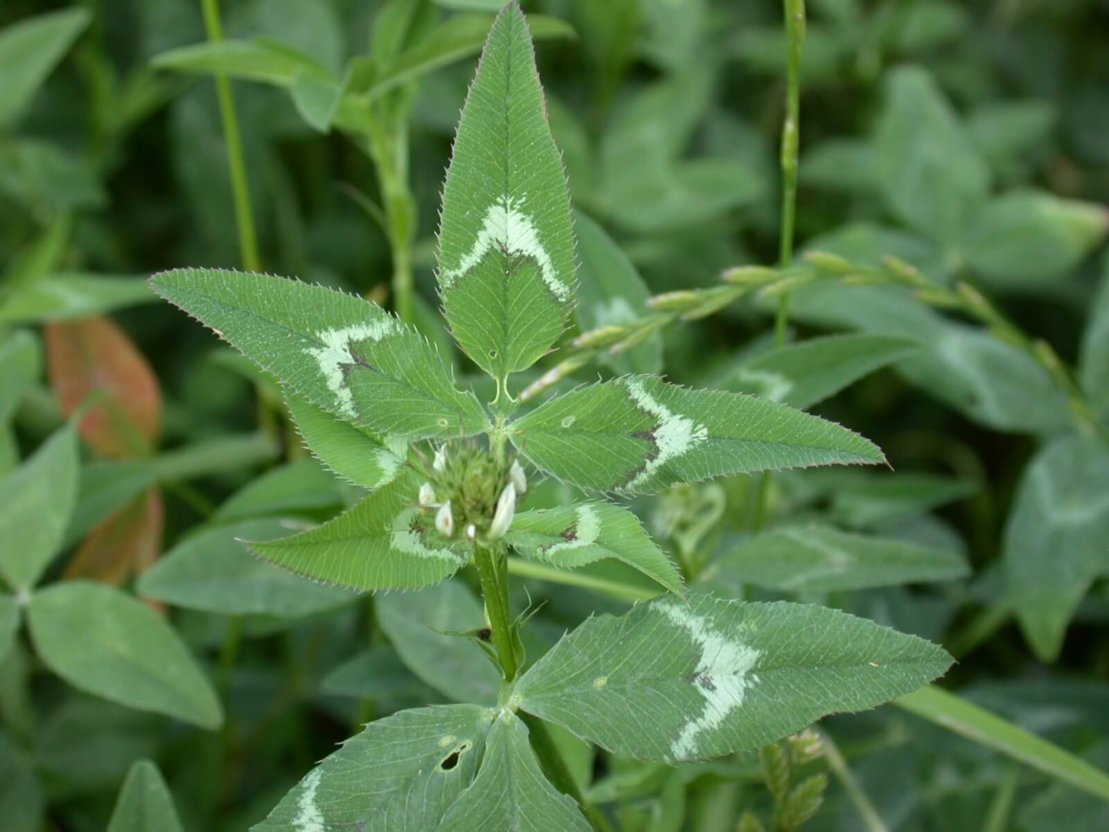 Arrowleaf Clover Leaf