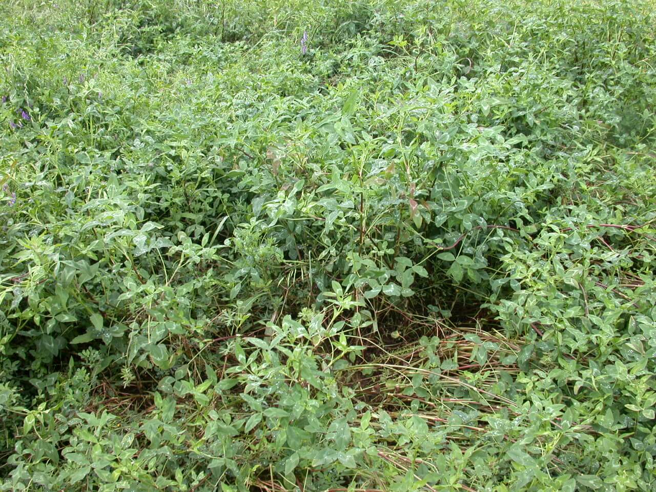 Arrowleaf Clover Lodged Plants