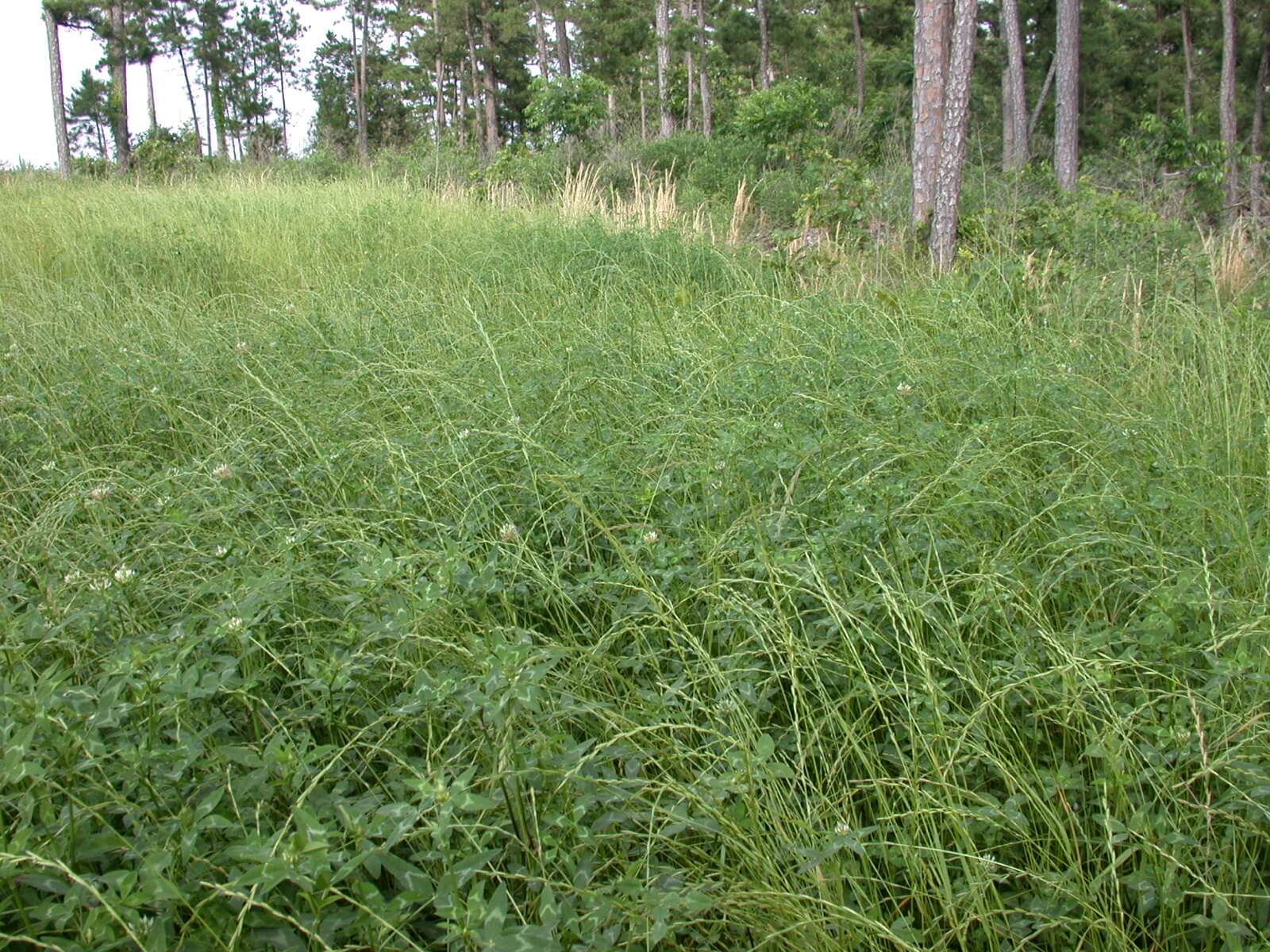 Arrowleaf Clover Plants