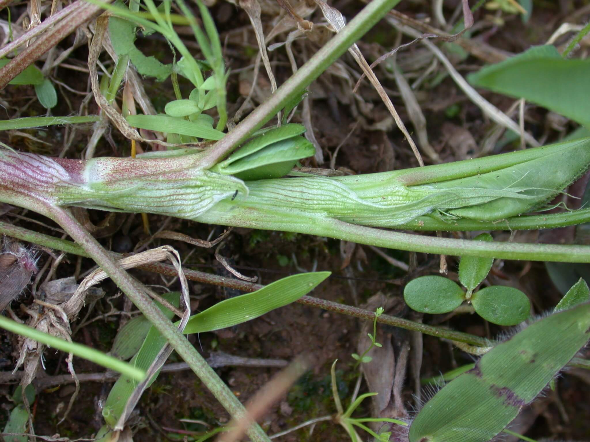 Arrowleaf Clover Stem