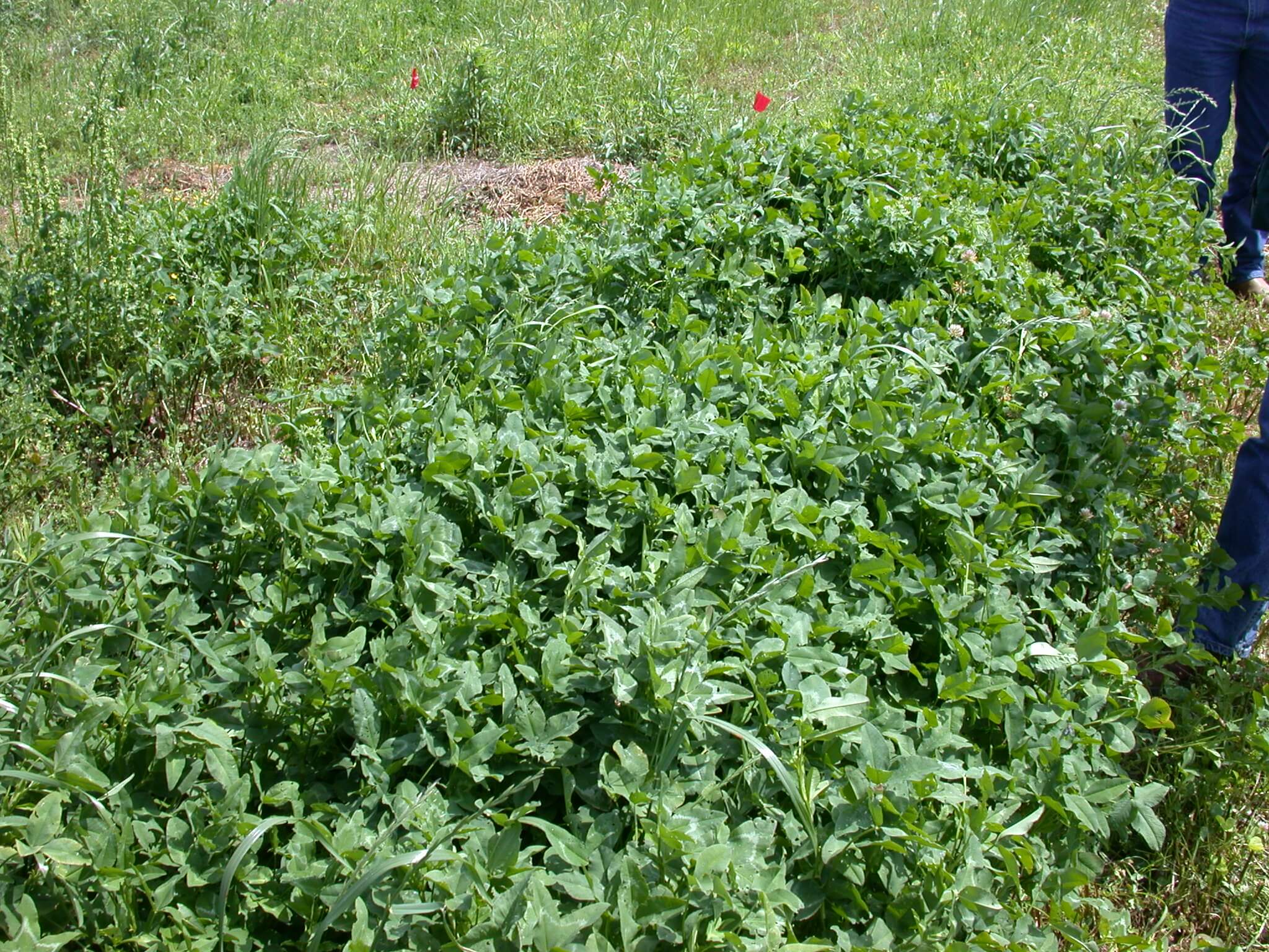 Arrowleaf Clover Plot