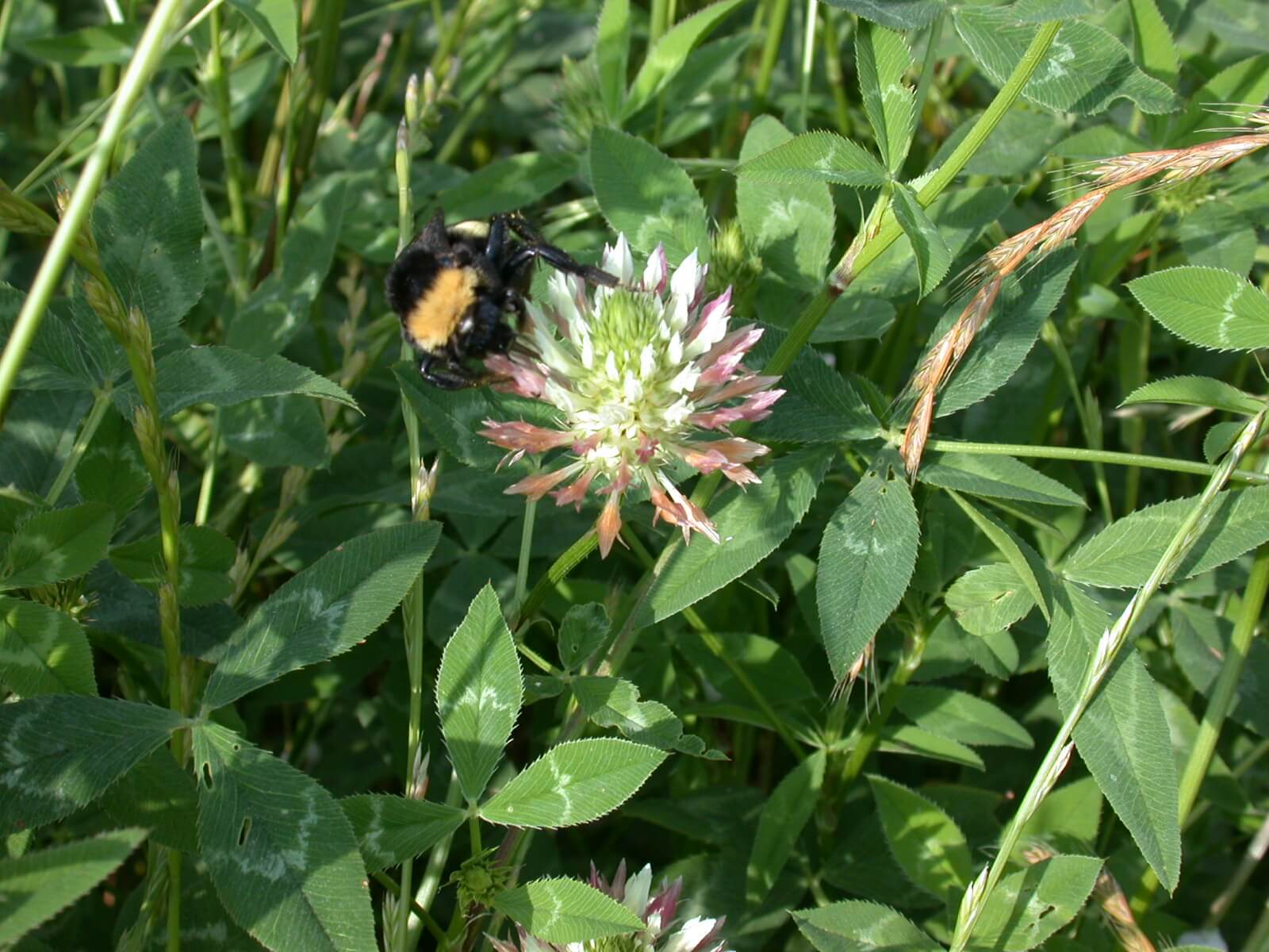 Bee on arrow leaf clover bloom.