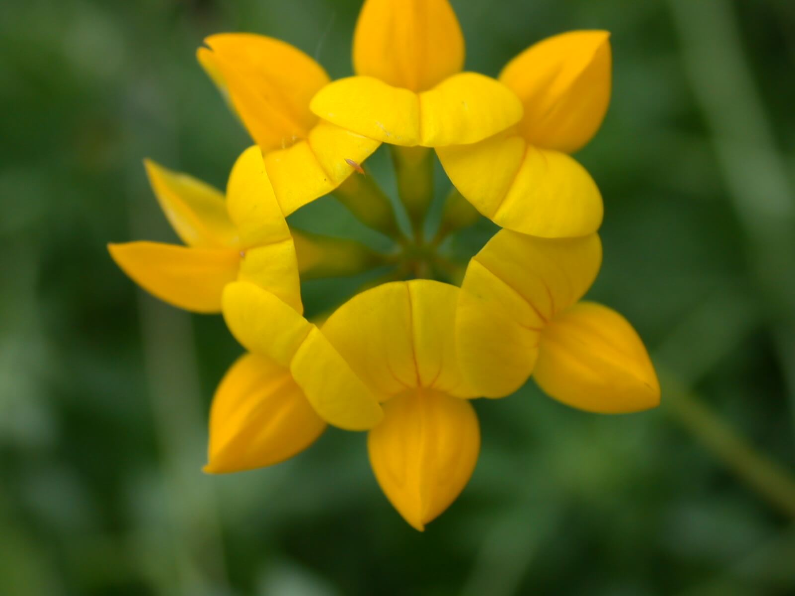 Birdsfoot Trefoil Bloom