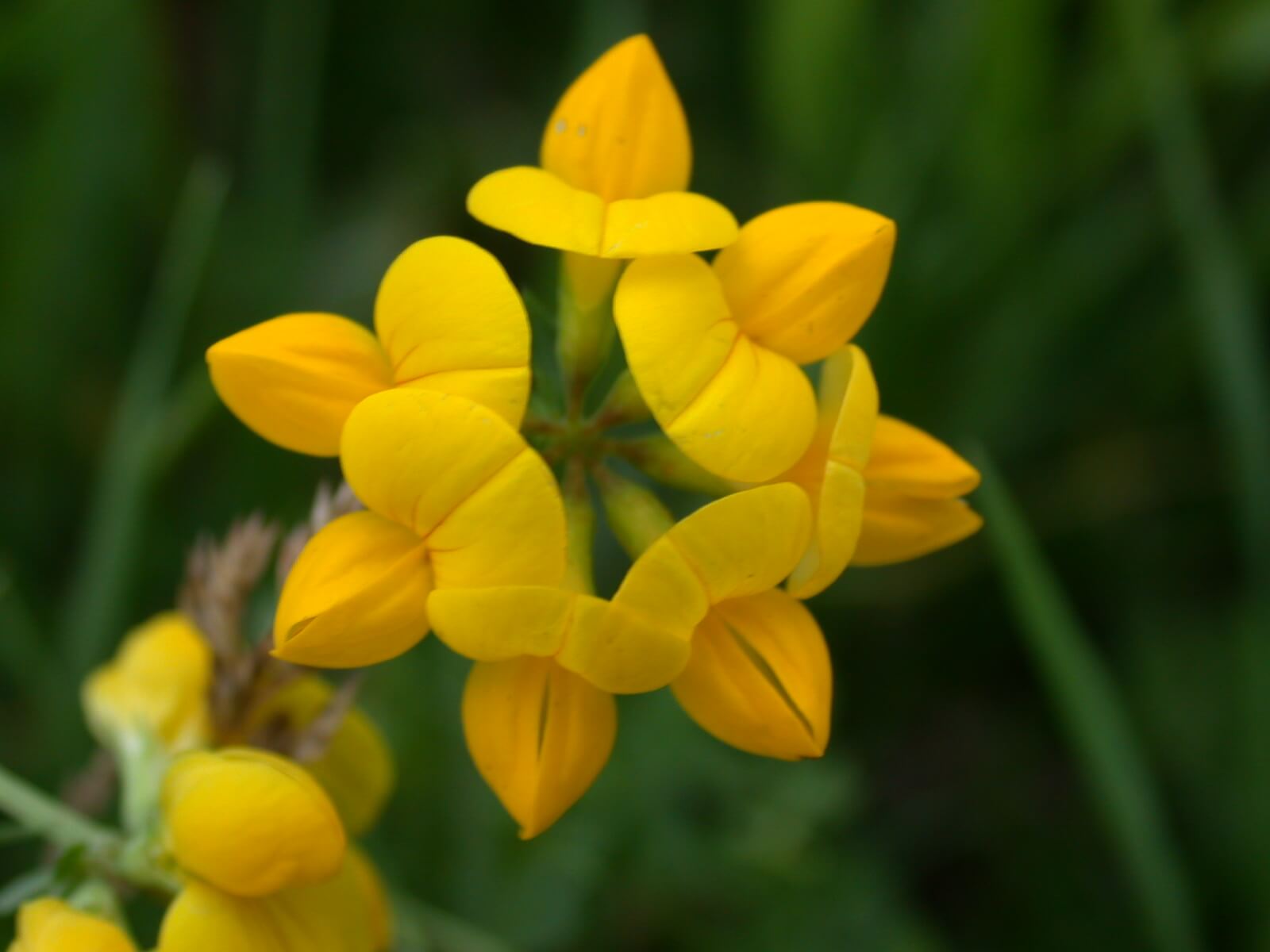 Birdsfoot Trefoil Bloom