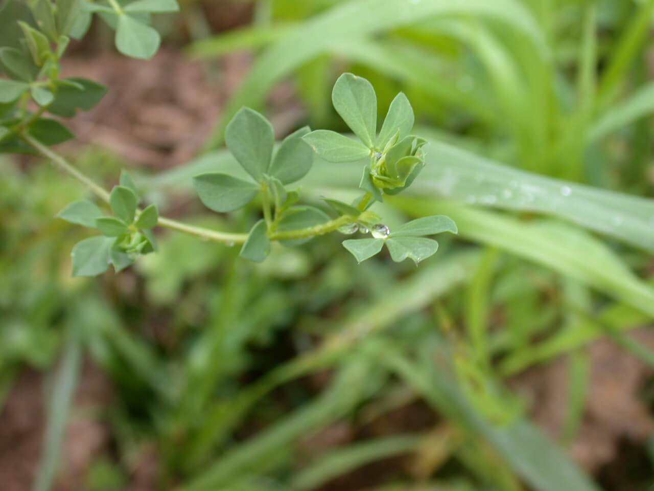 Birdsfoot Trefoil Birdsfoot Trefoil