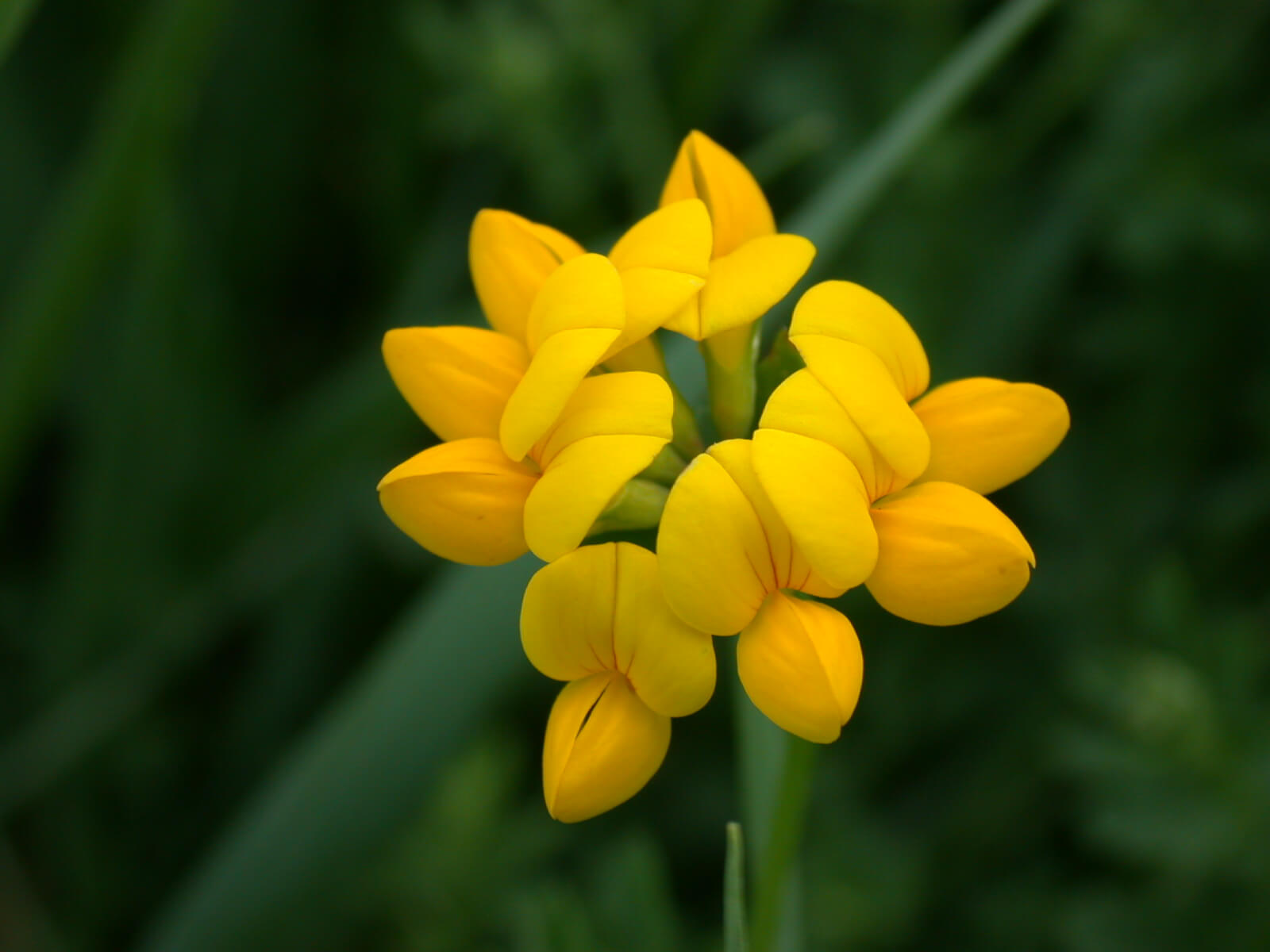 Birdsfoot Trefoil Bloom