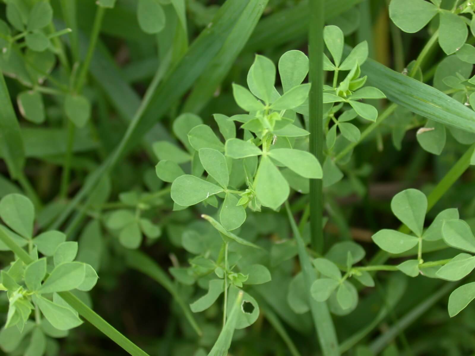 Birdsfoot Trefoil Leaf