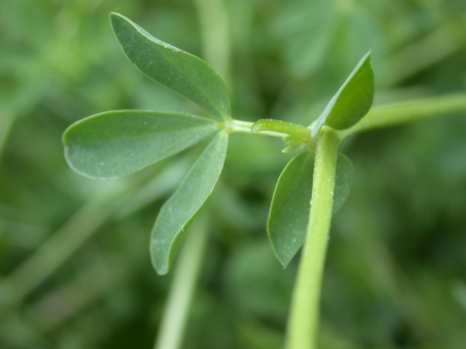 Birdsfoot Trefoil Leaf