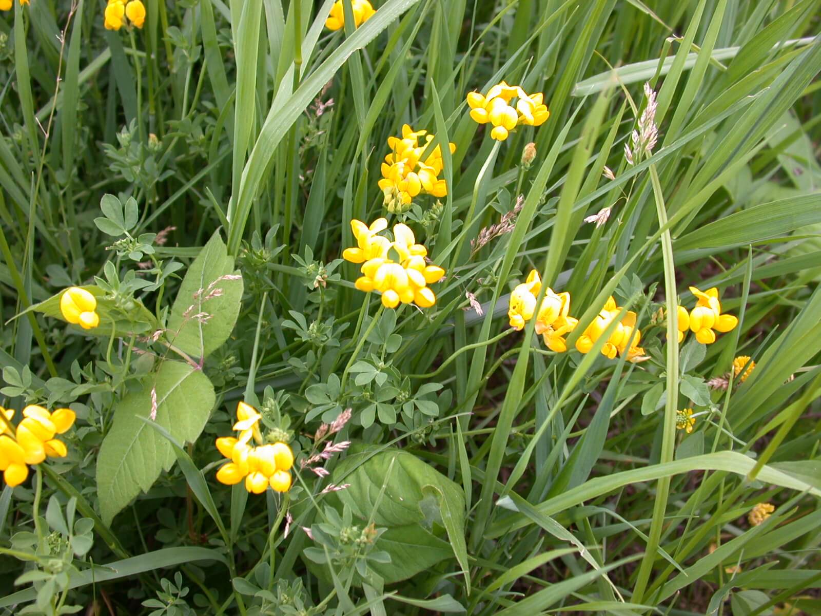 Birdsfoot Trefoil Plant