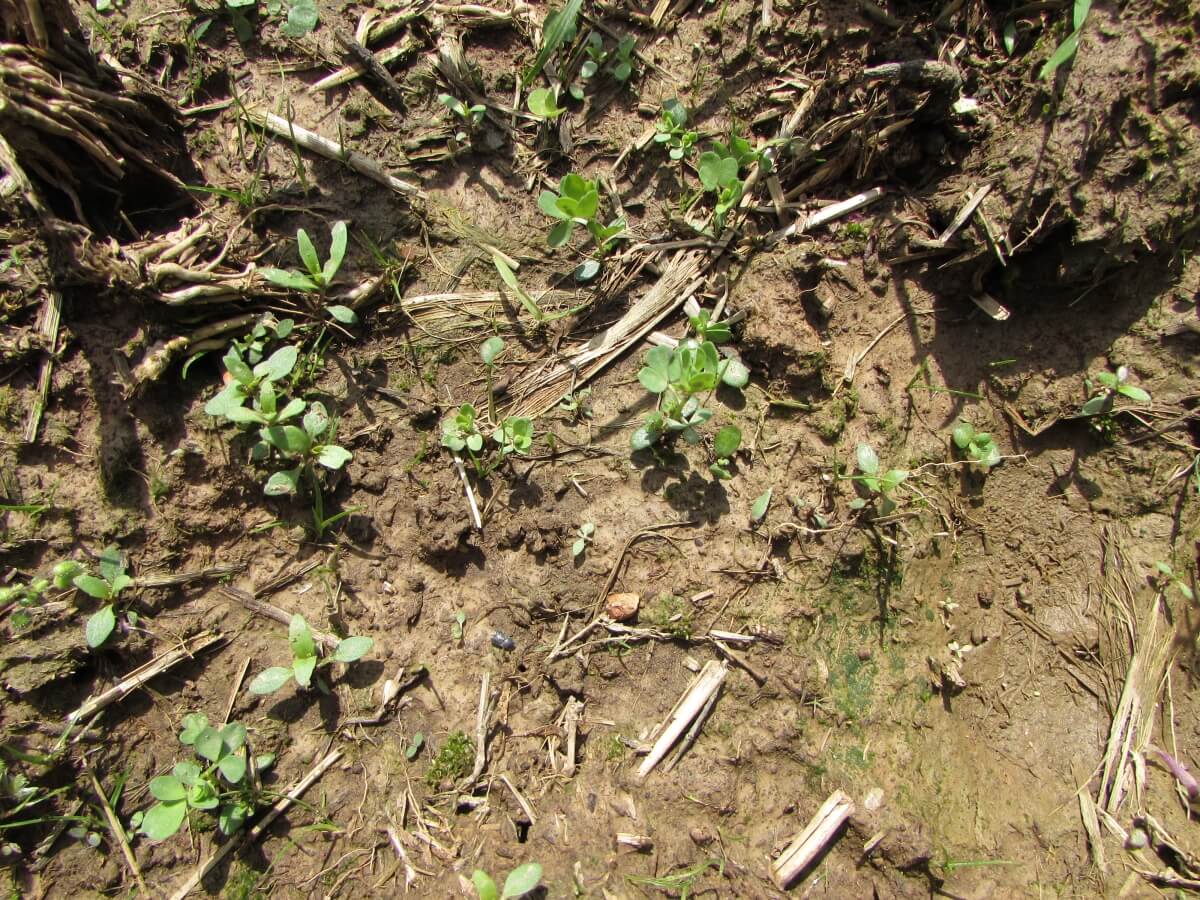 Birdsfoot Trefoil Spoutlings