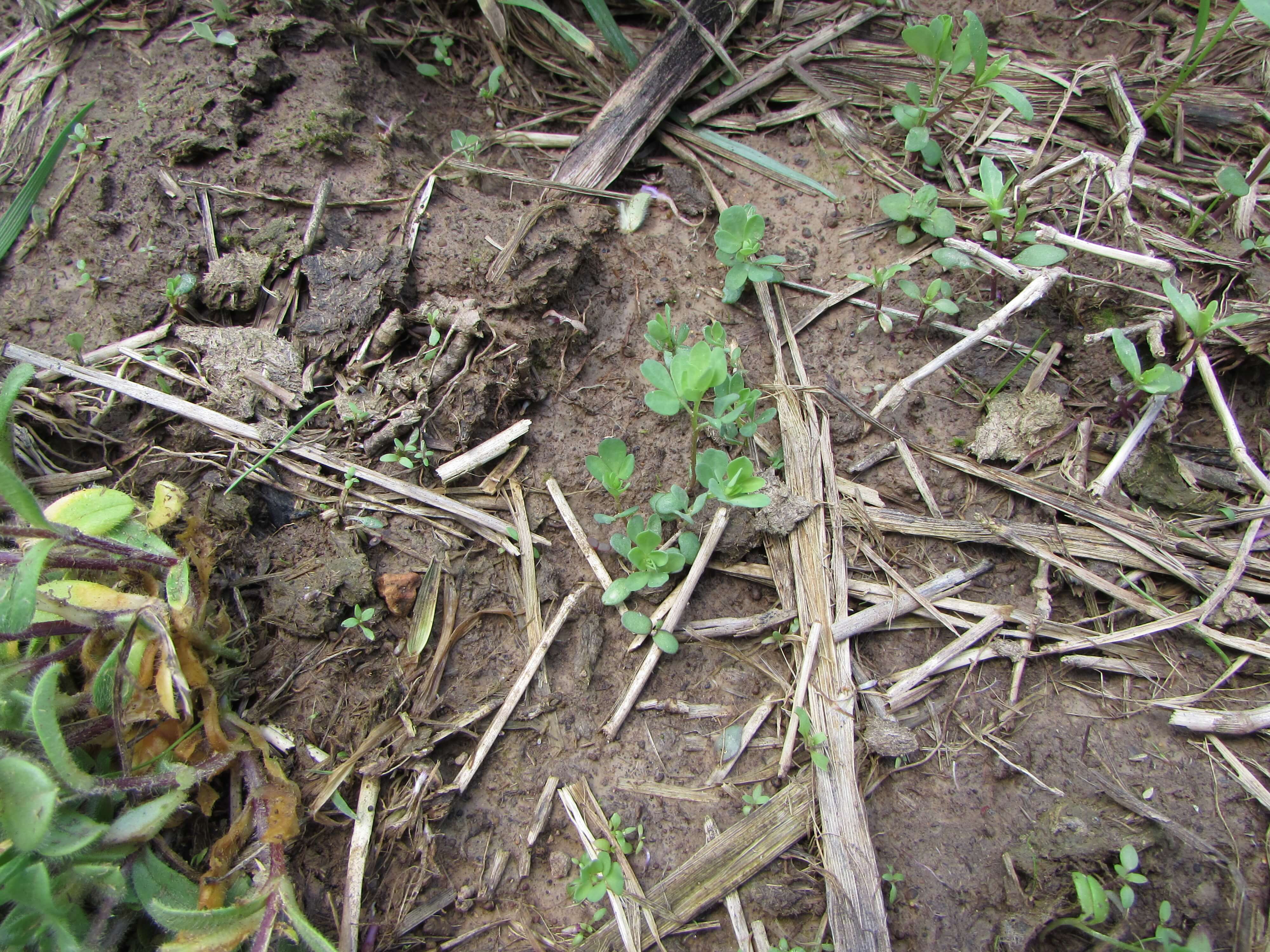 Birdsfoot Trefoil Spoutlings