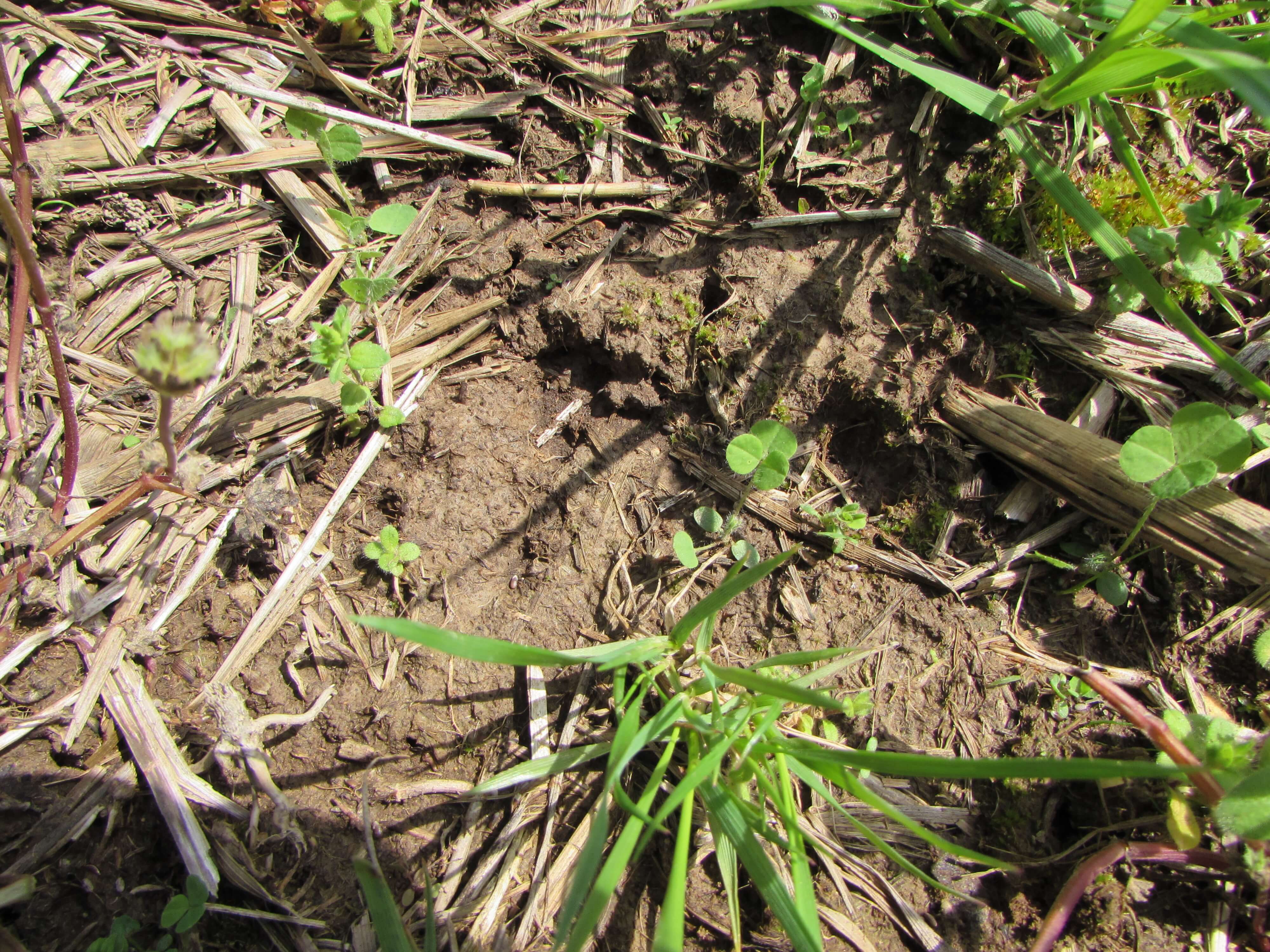 Birdsfoot Trefoil Spoutlings