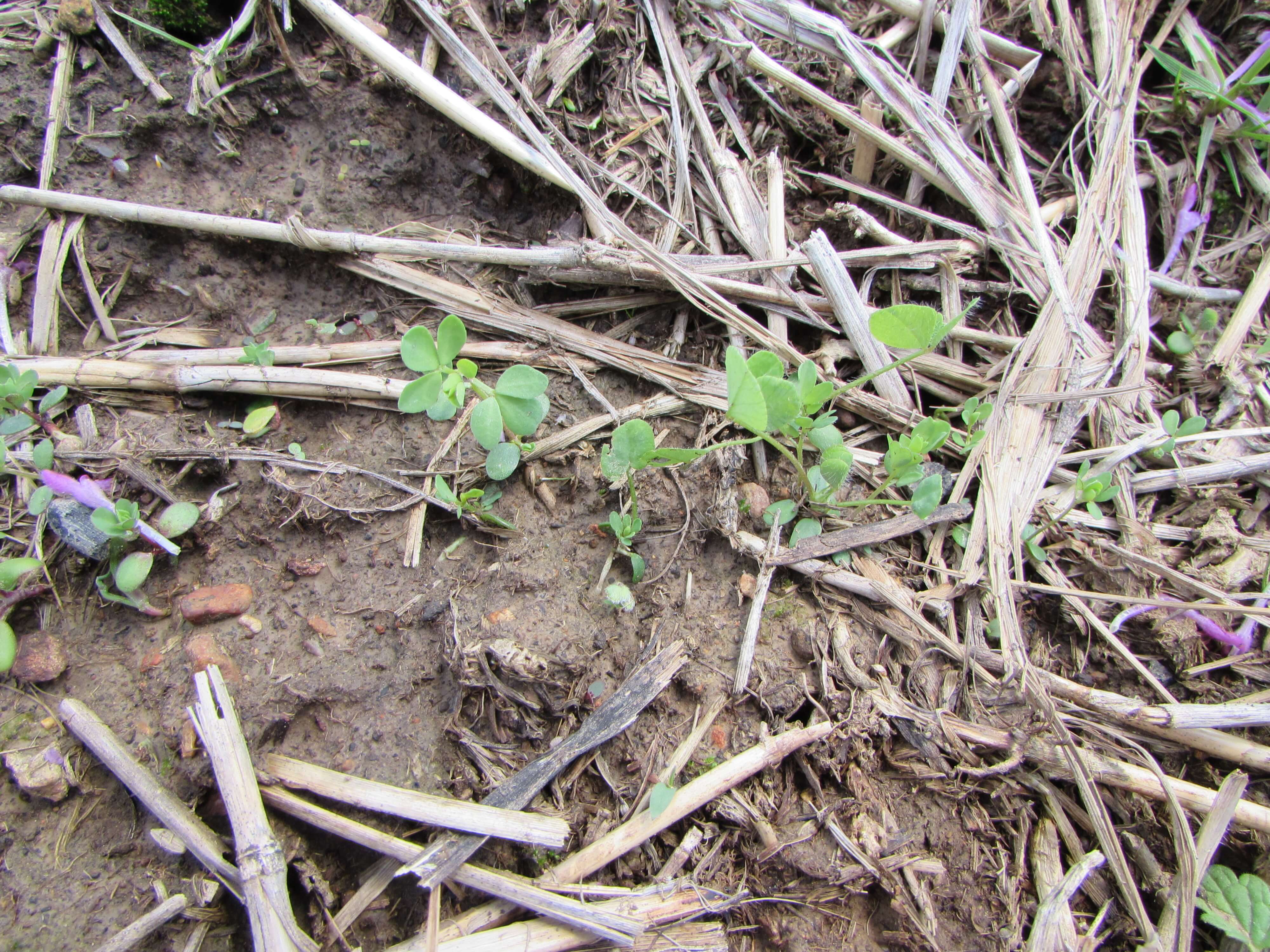 Birdsfoot Trefoil Spoutlings