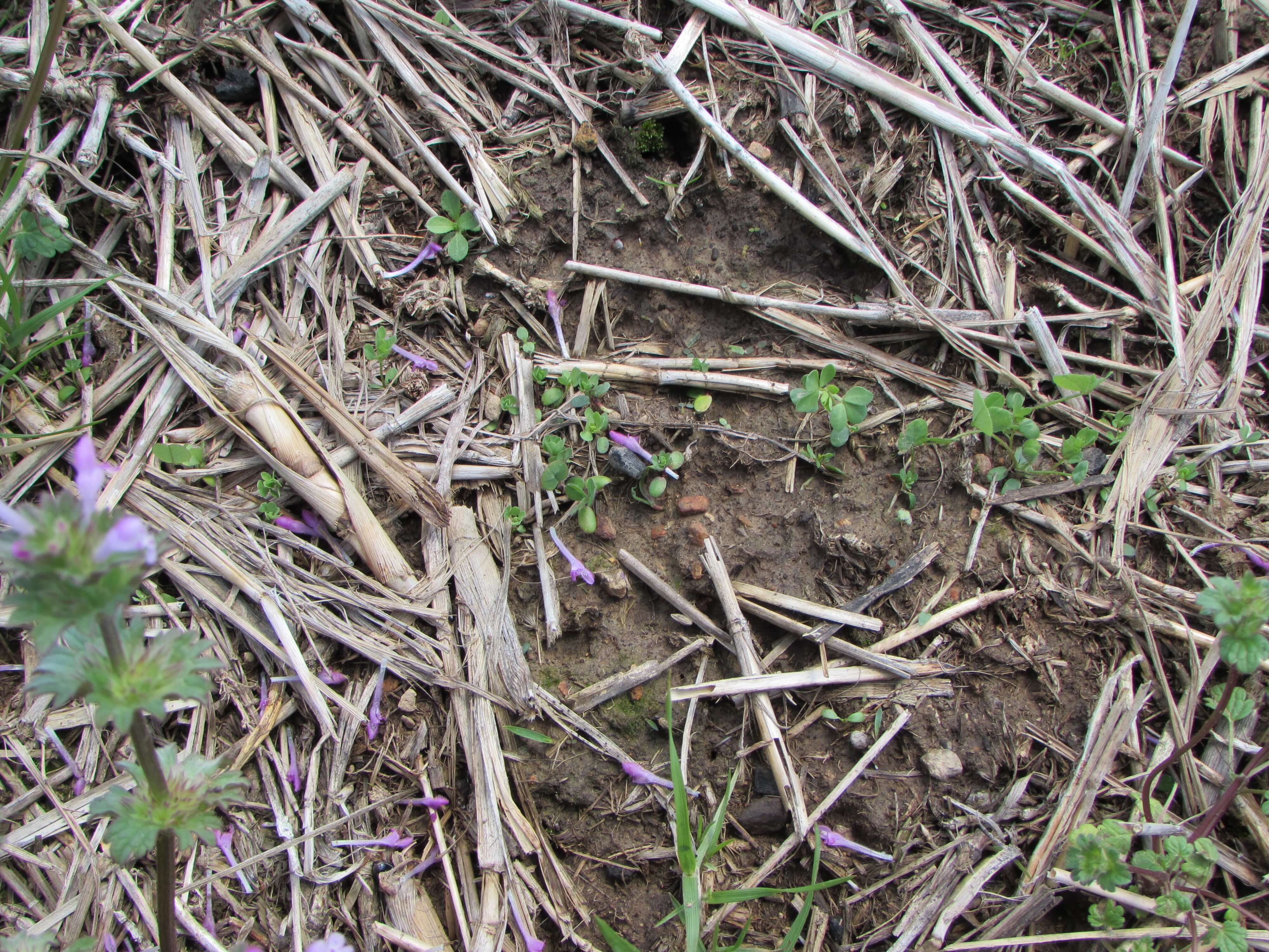 Birdsfoot Trefoil Spoutlings