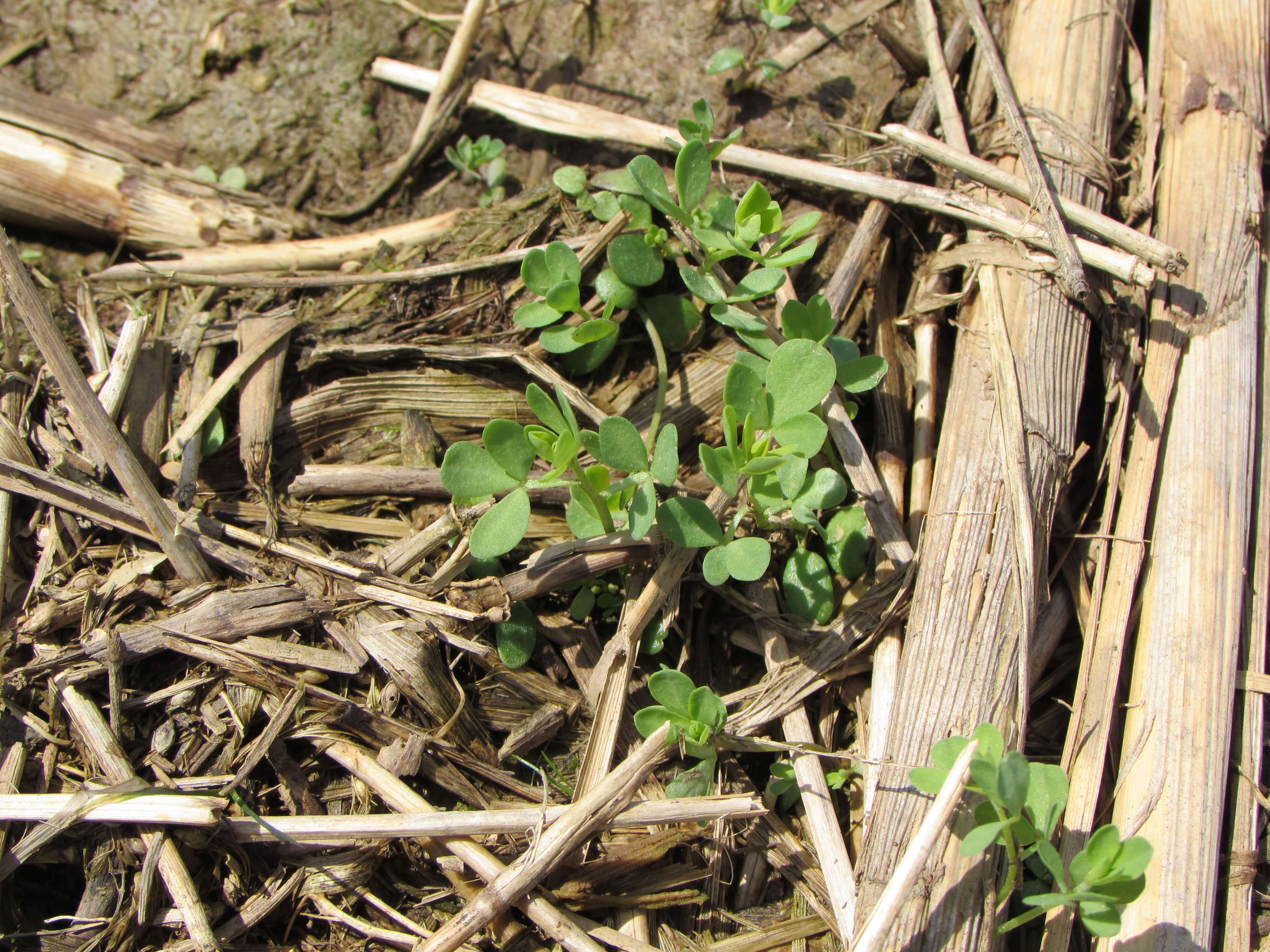 Birdsfoot Trefoil Spoutlings