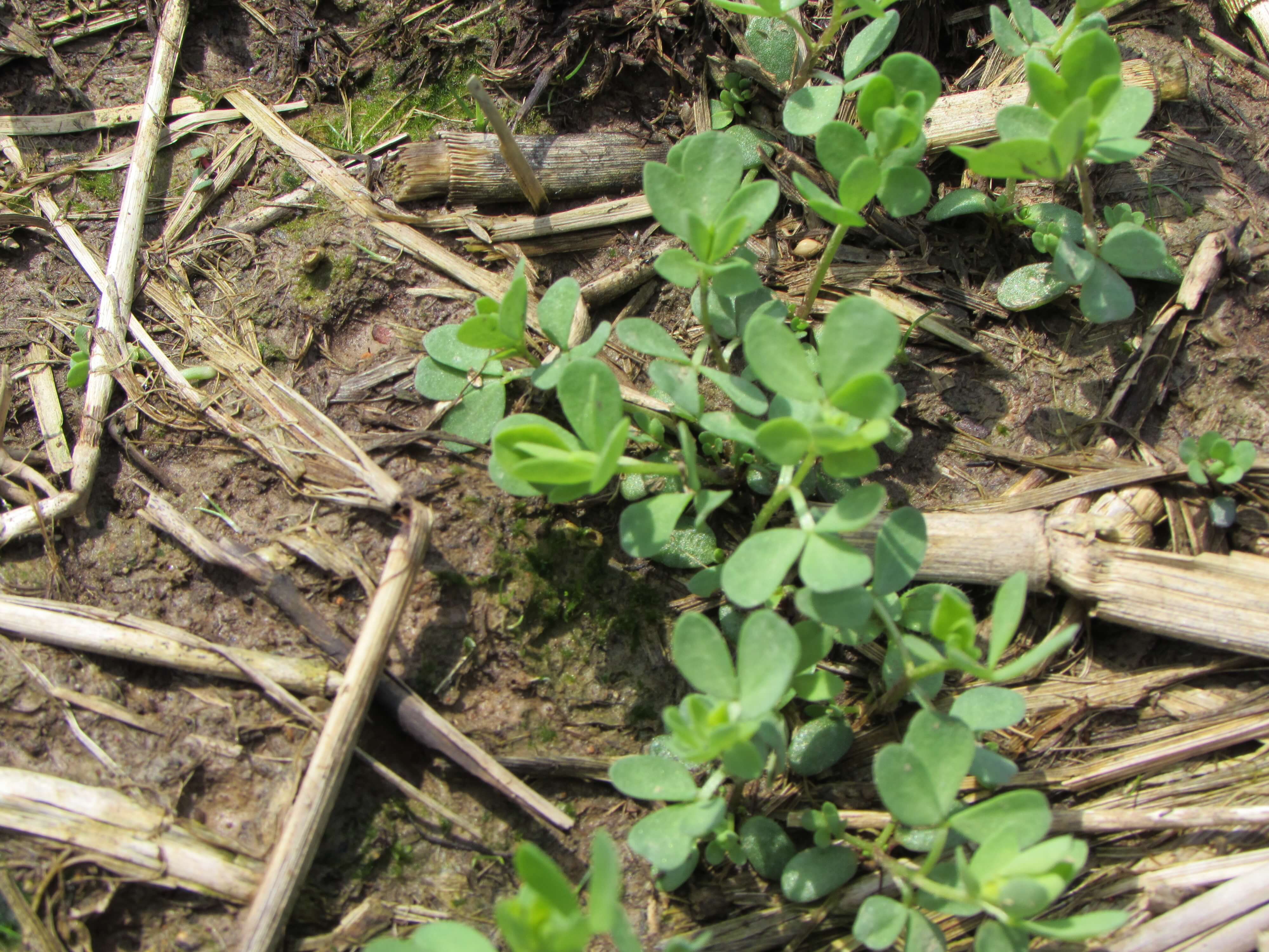 Birdsfoot Trefoil Spoutlings