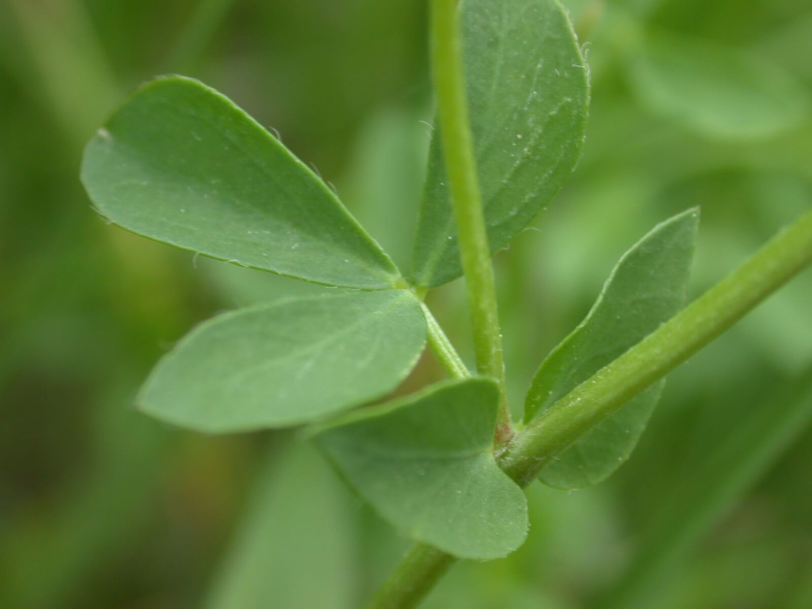 Birdsfoot Trefoil Stem