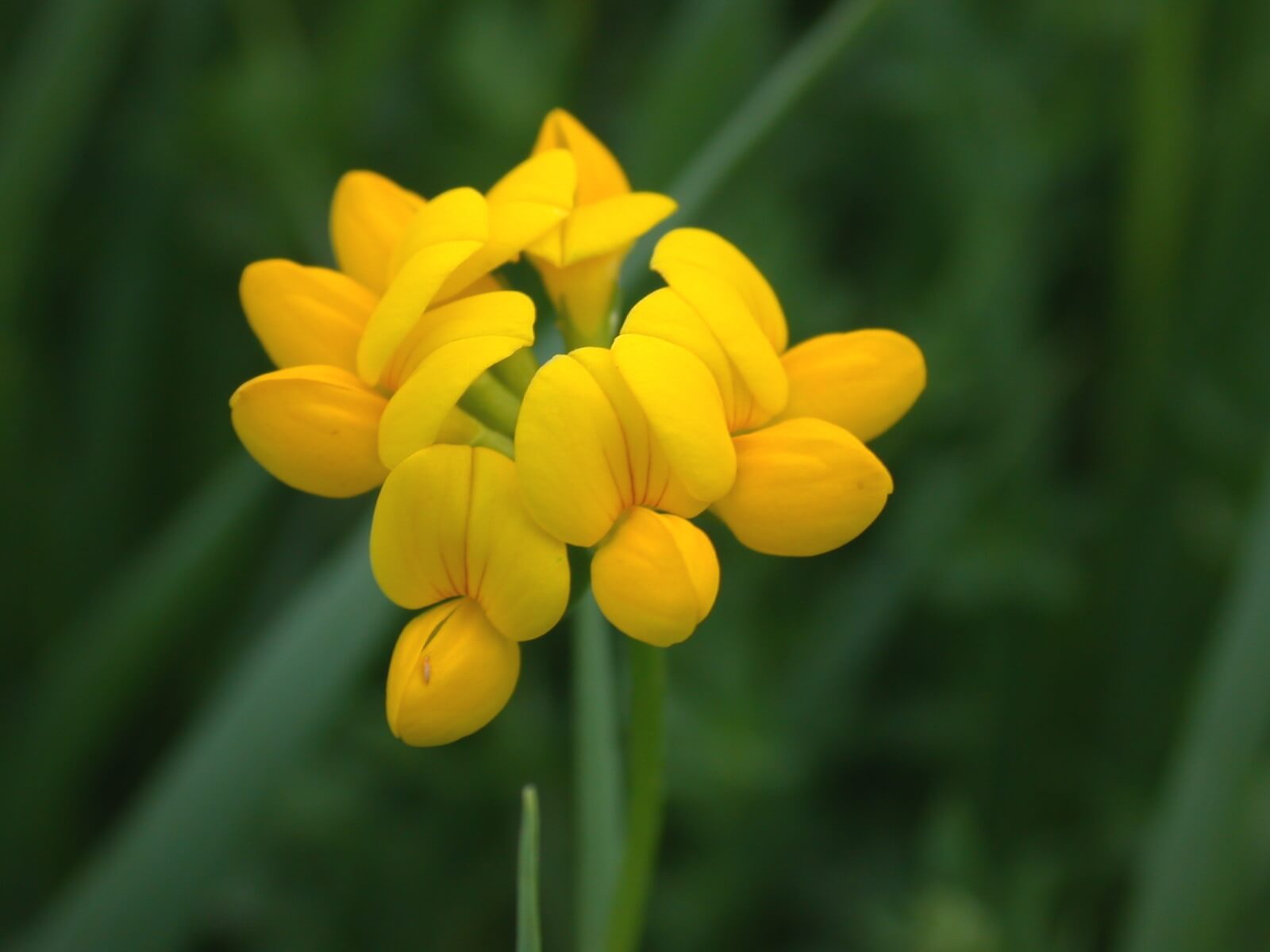 Birdsfoot Trefoil