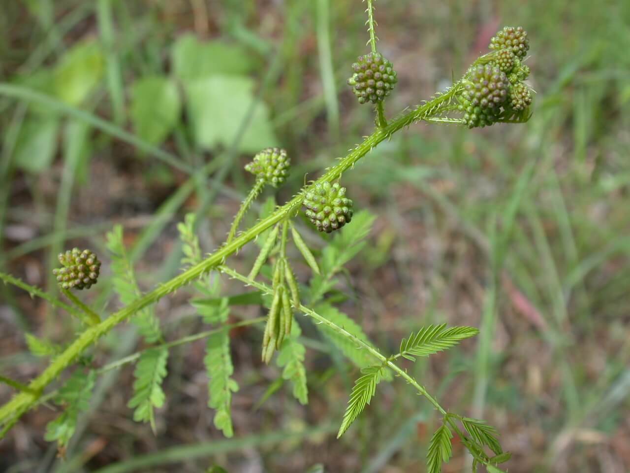 Catclaw Sensitive Briar Bud