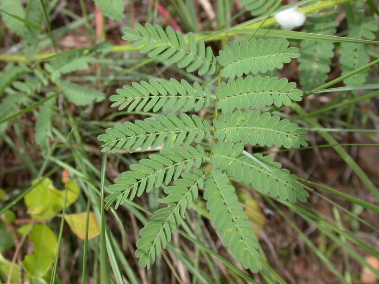 Catclaw Sensitive Briar Leaf