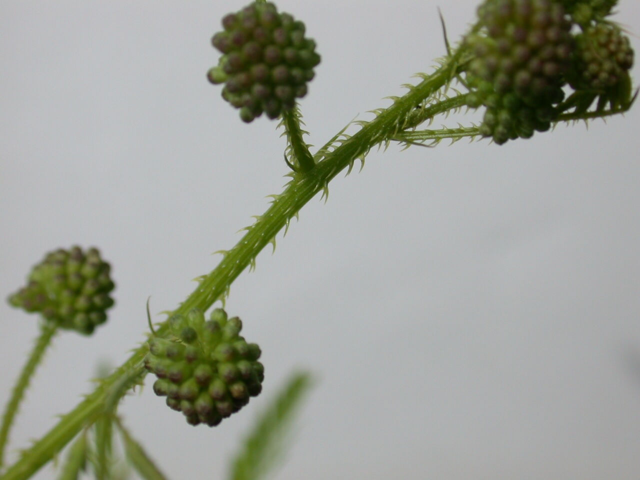 Catclaw Sensitive Briar Thorn