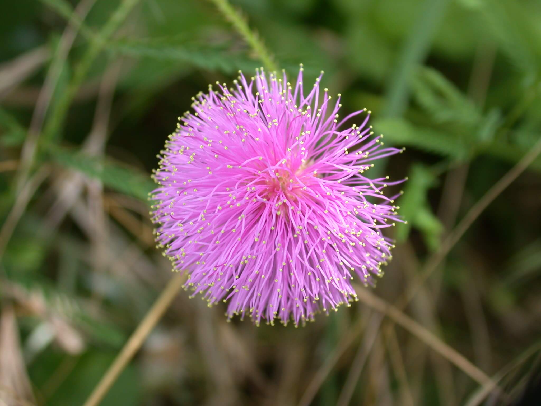 Catclaw Sensitive Briar Bloom