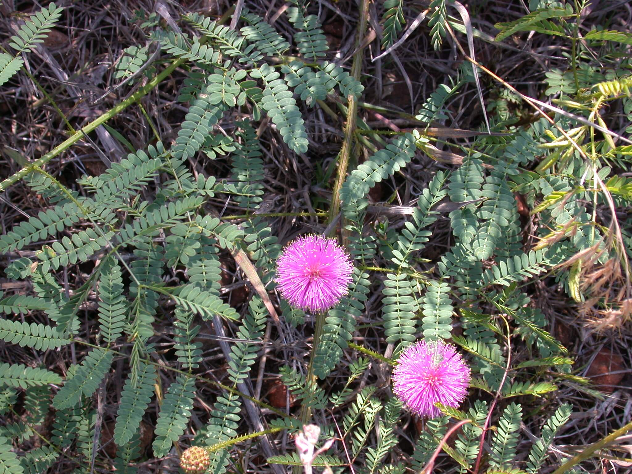 Catclaw Sensitive Briar Plant