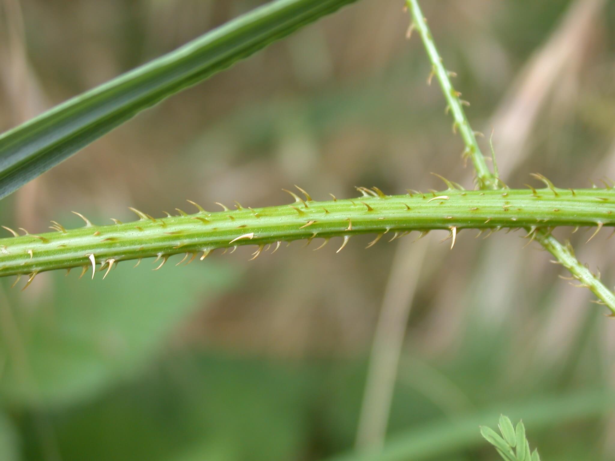 Catclaw Sensitive Briar Stem