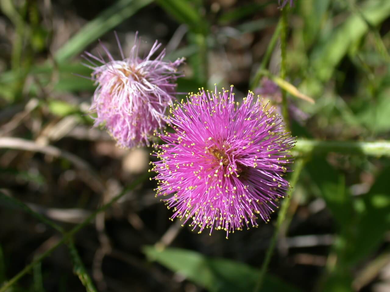 Catclaw Sensitive Briar Bloom