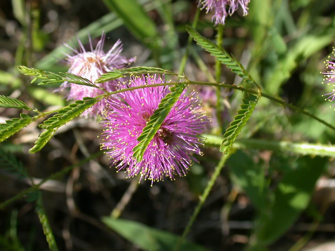 Catclaw sensitive briar bloom and folded leaflet.