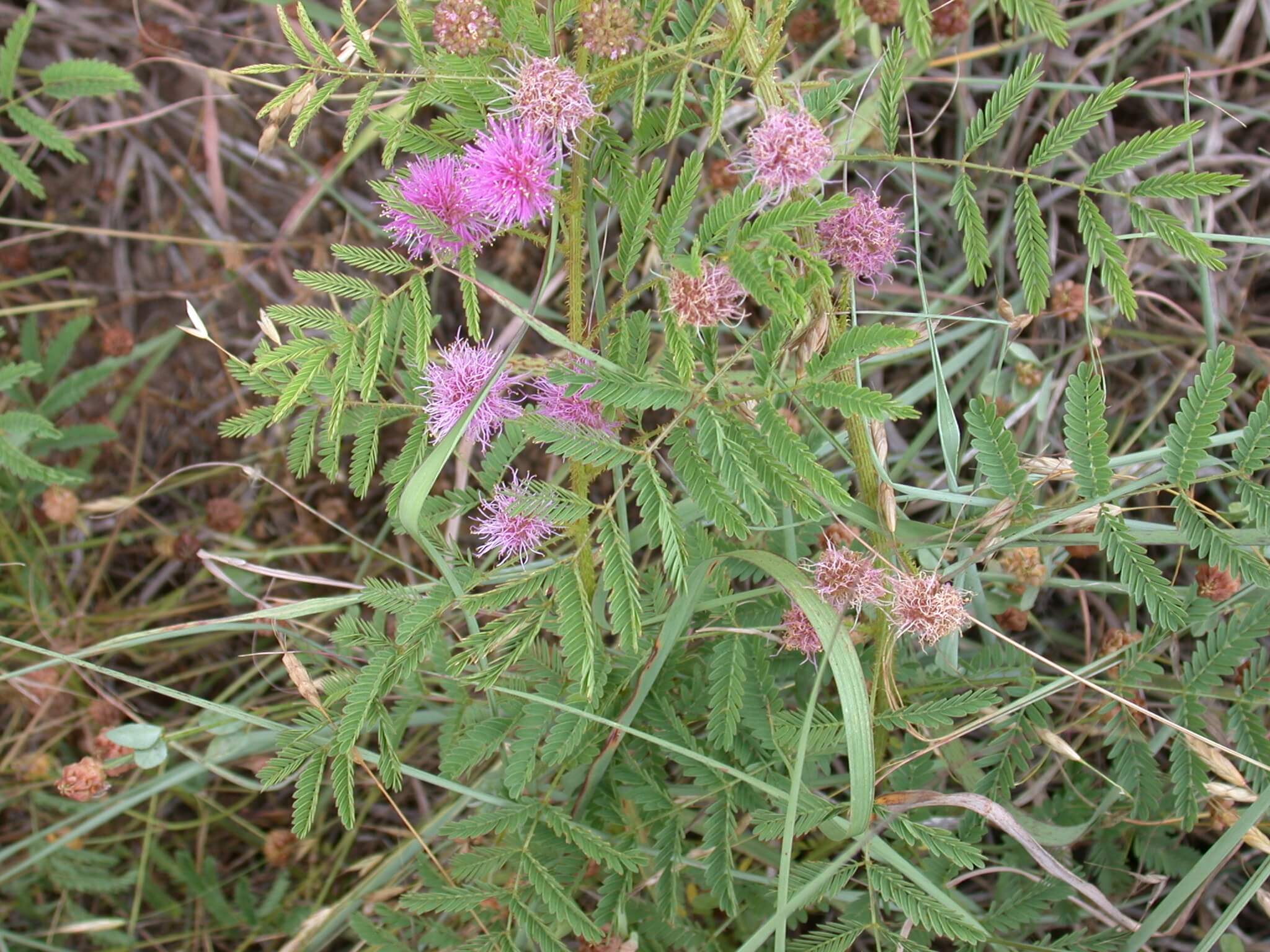 Catclaw Sensitive Briar Plant